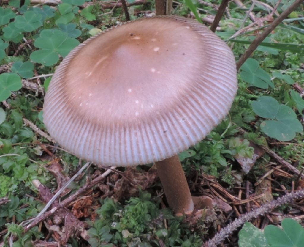 Amanita da id.